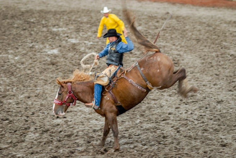 rodeo_weanimals_2