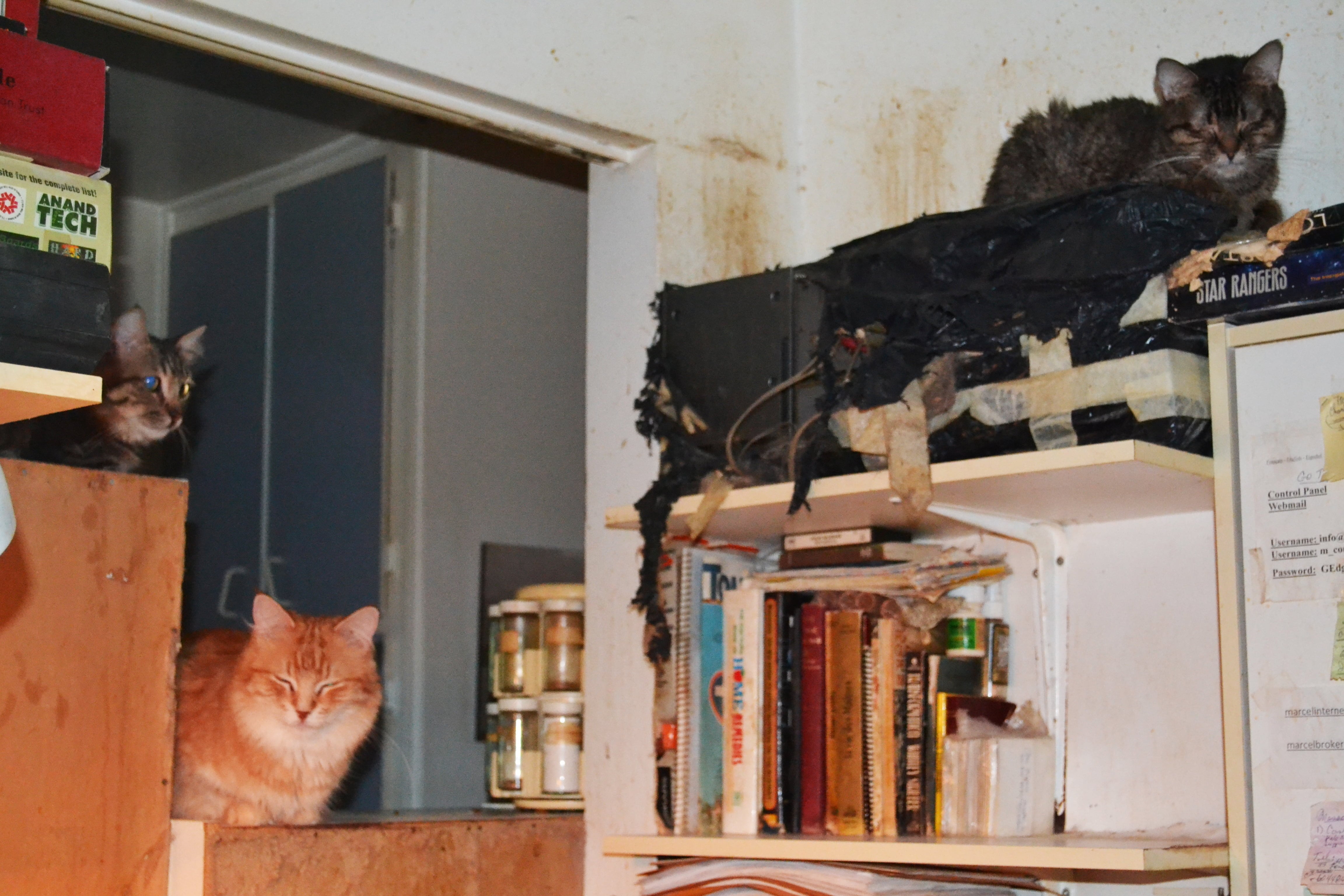 55animaux-saisis-blog1