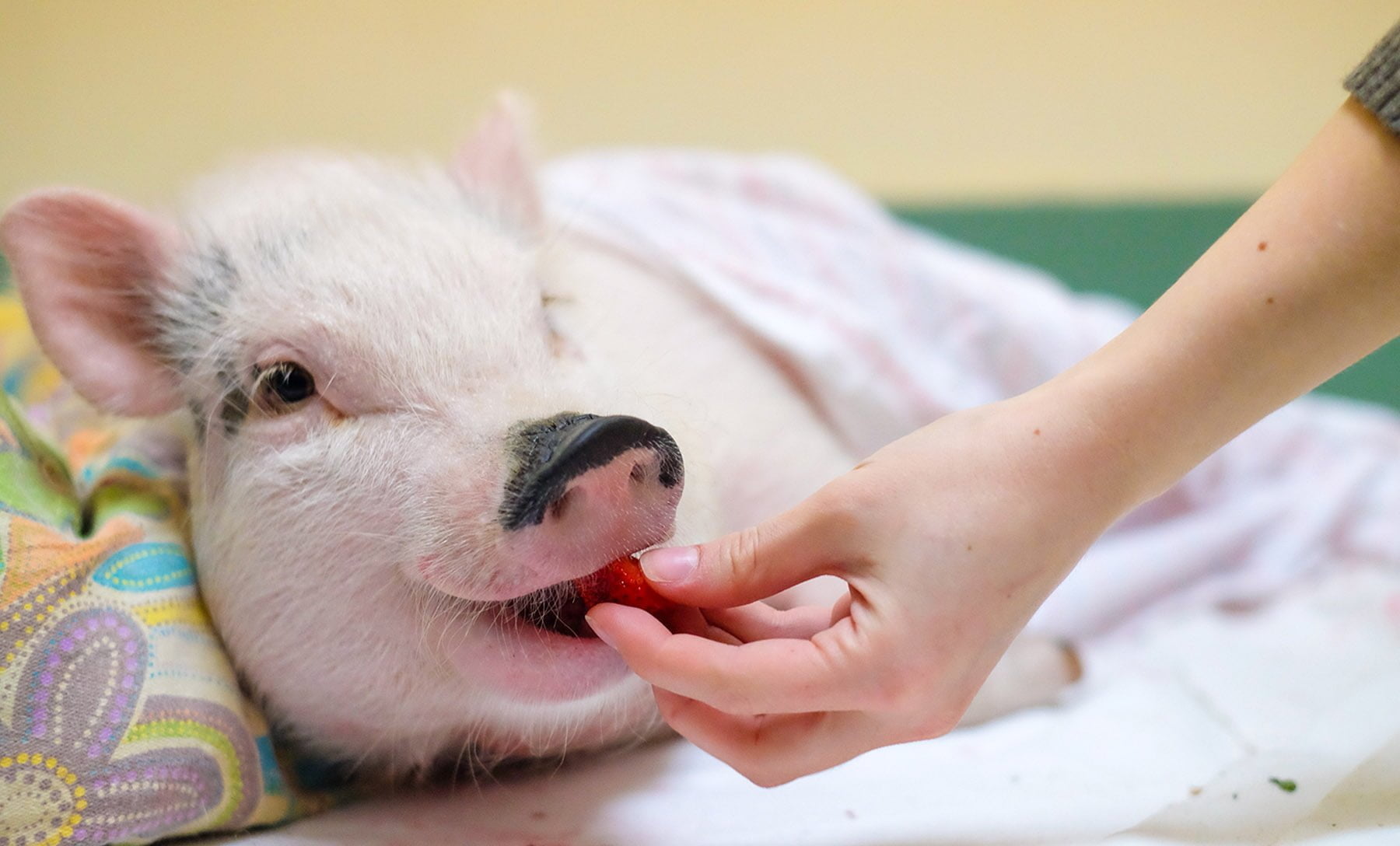 hero_cochon