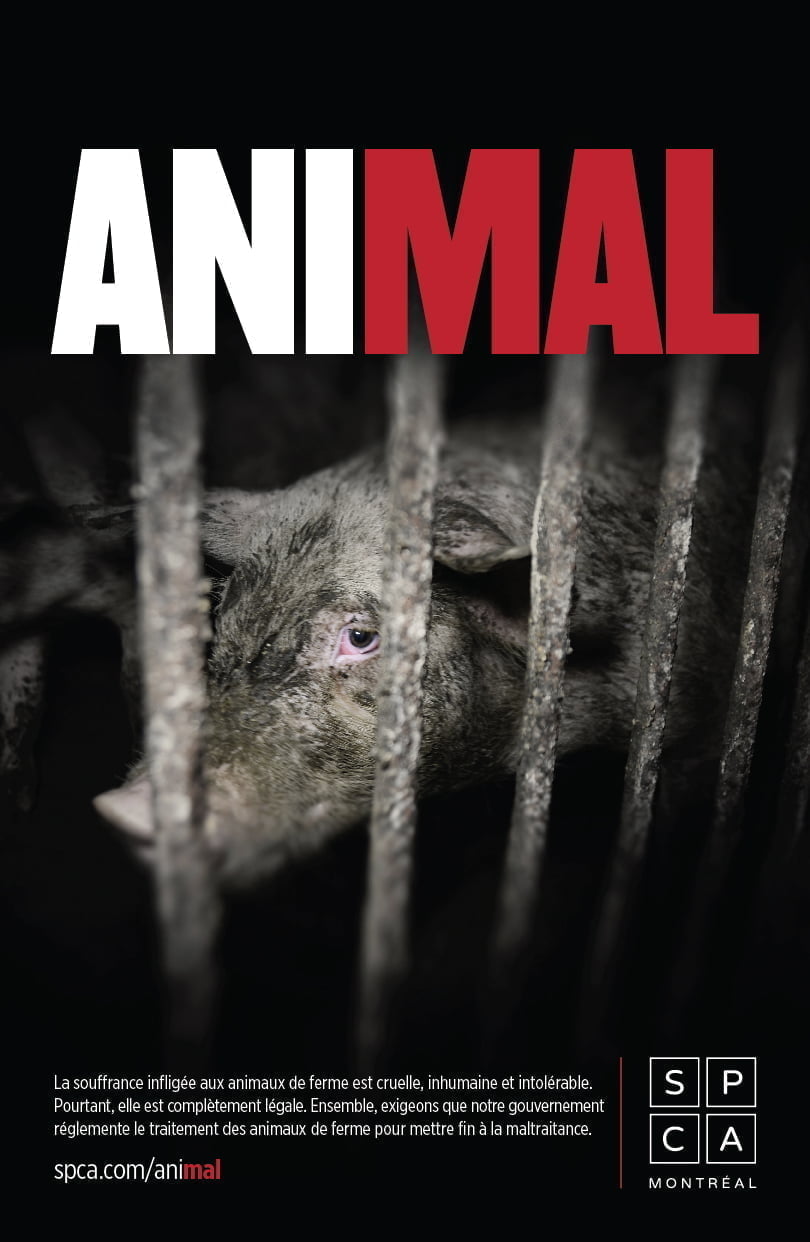 affiche_animal_v2