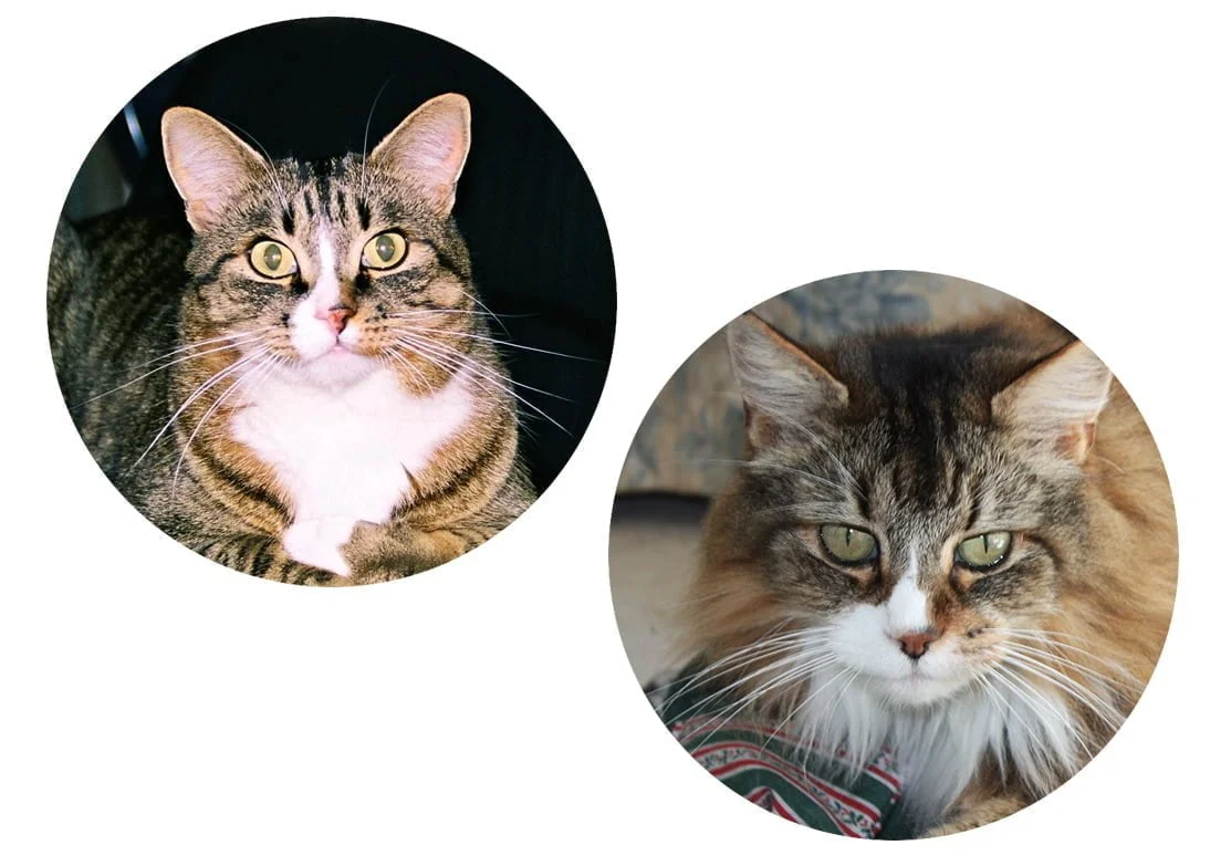 Mittens et Fluffster