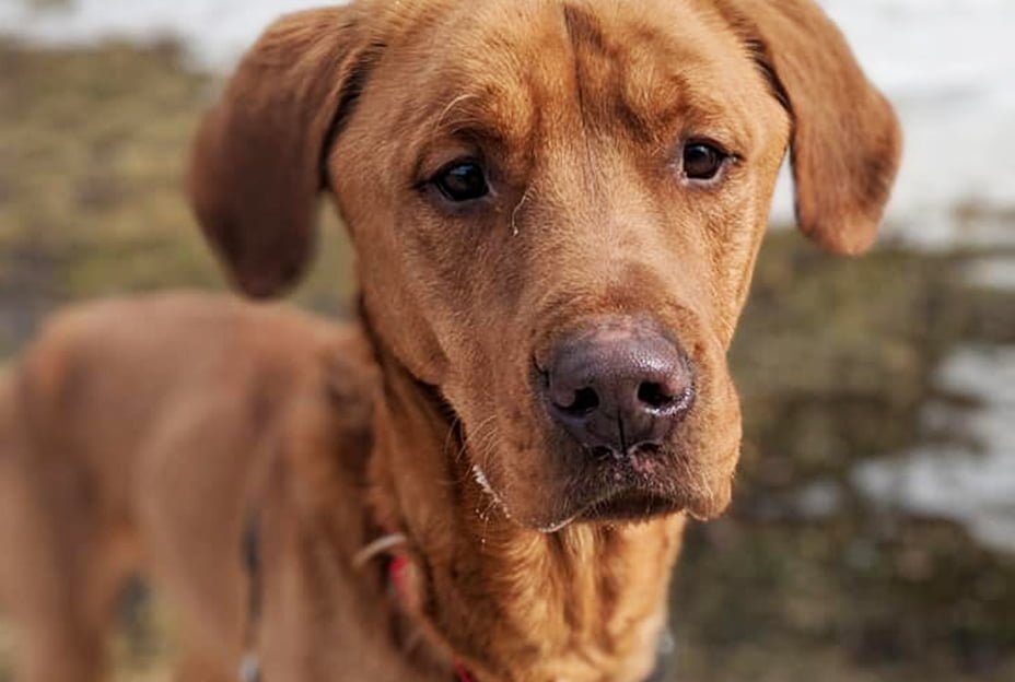 Famille d'accueil SPCA de Montréal