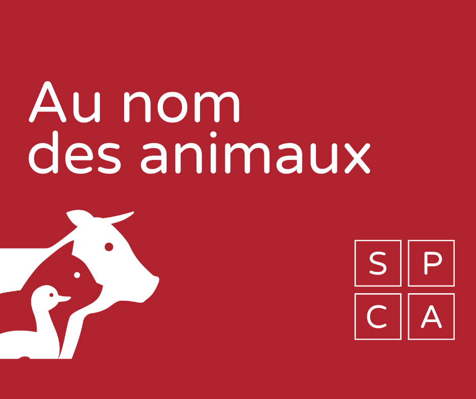 Plantes et animaux : petit guide de cohabitation - SPCA de Montréal