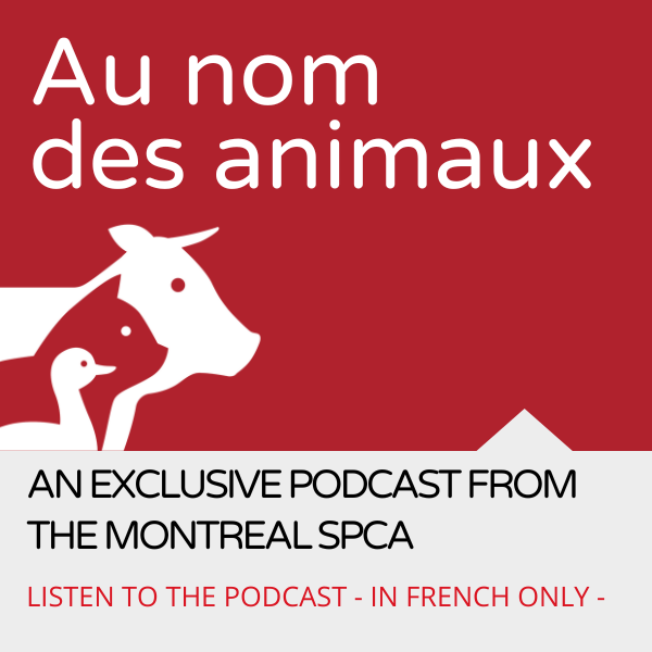 https://www.spca.com/wp-content/uploads/2023/07/an-exclusive-podcast-from-the-montreal-spca.png