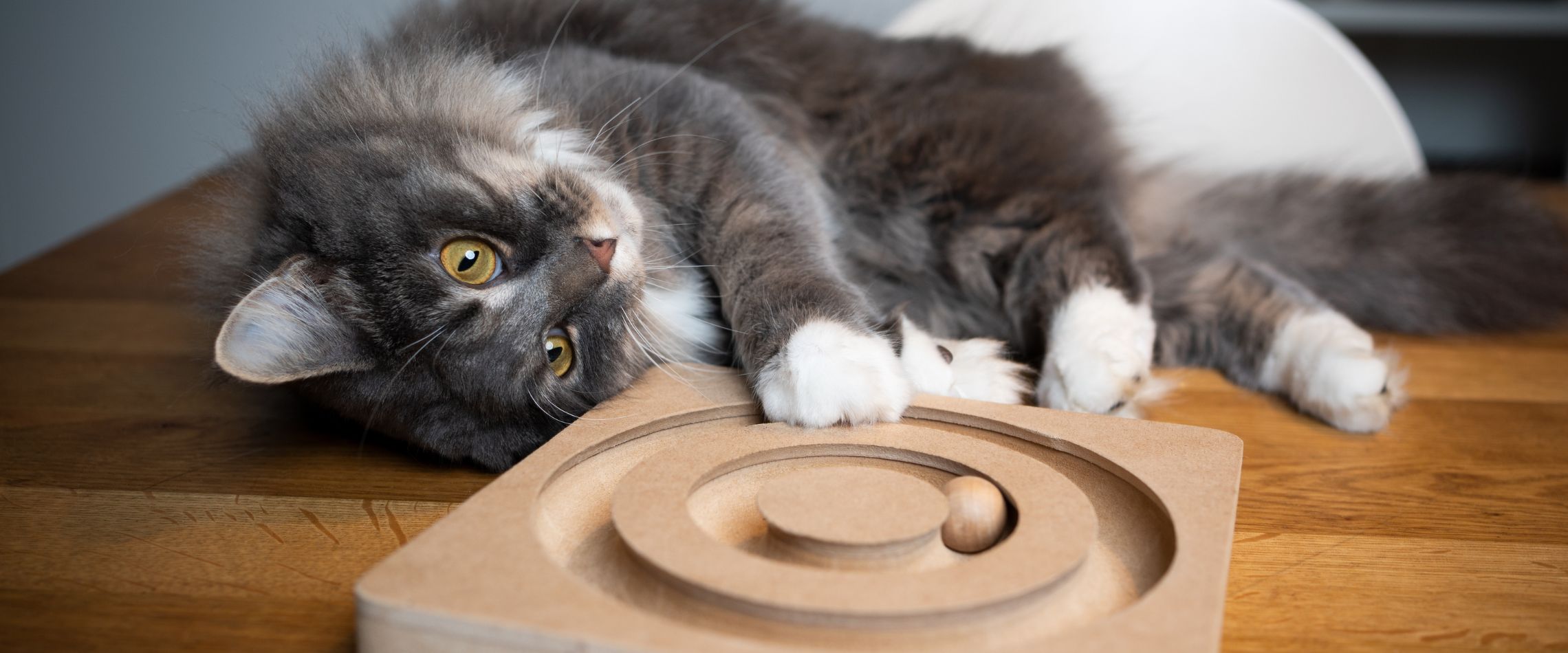 cat header