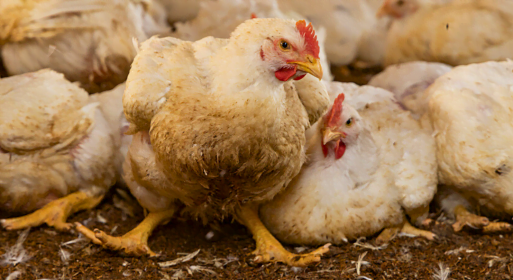 Poulets élevés pour la chair.
