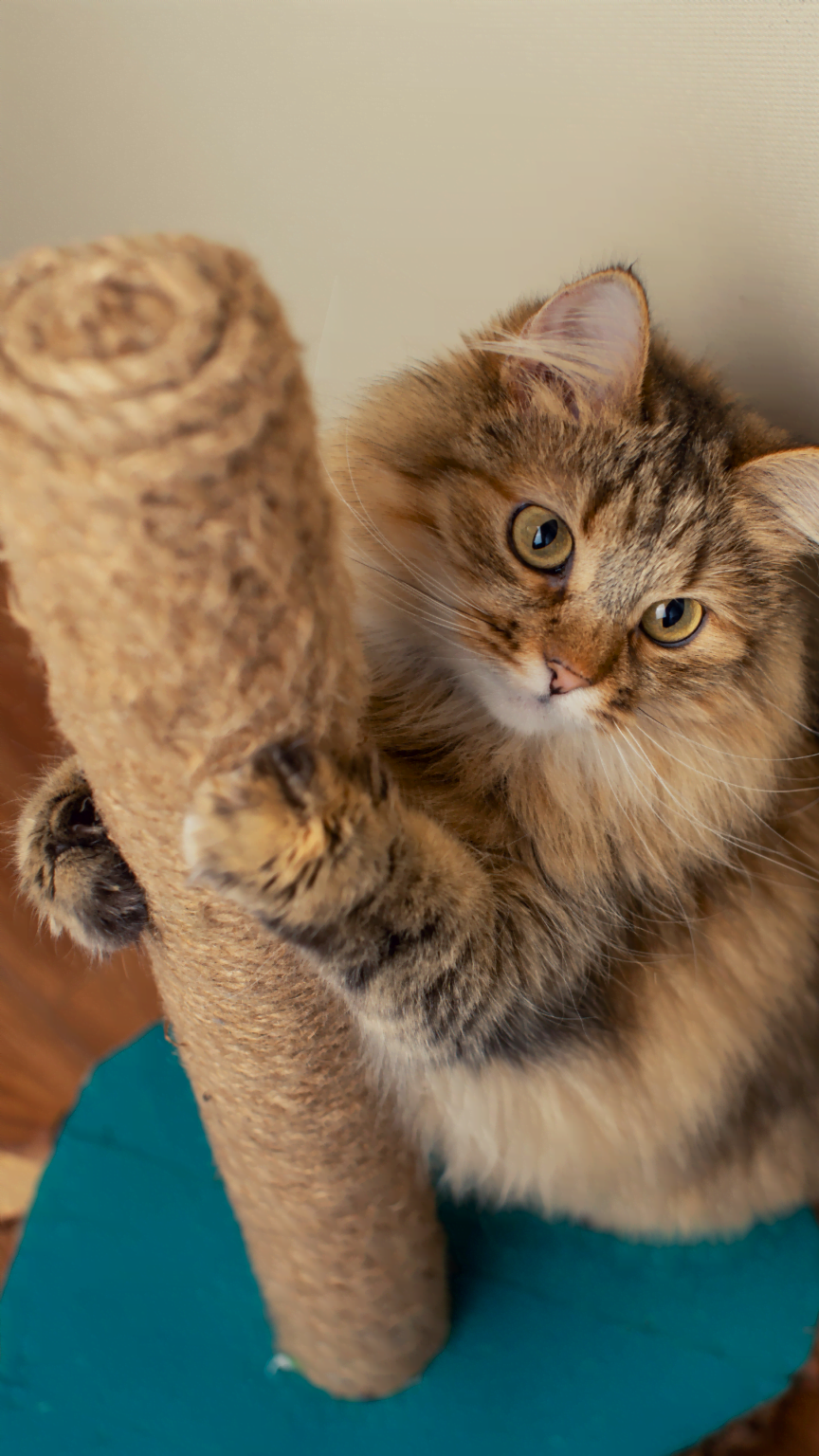 Vivre avec un chat et ses griffes en toute harmonie SPCA de Montréal