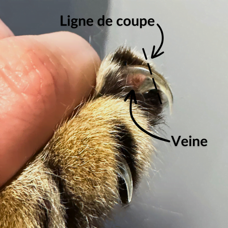 Vivre avec un chat et ses griffes en toute harmonie SPCA de Montréal