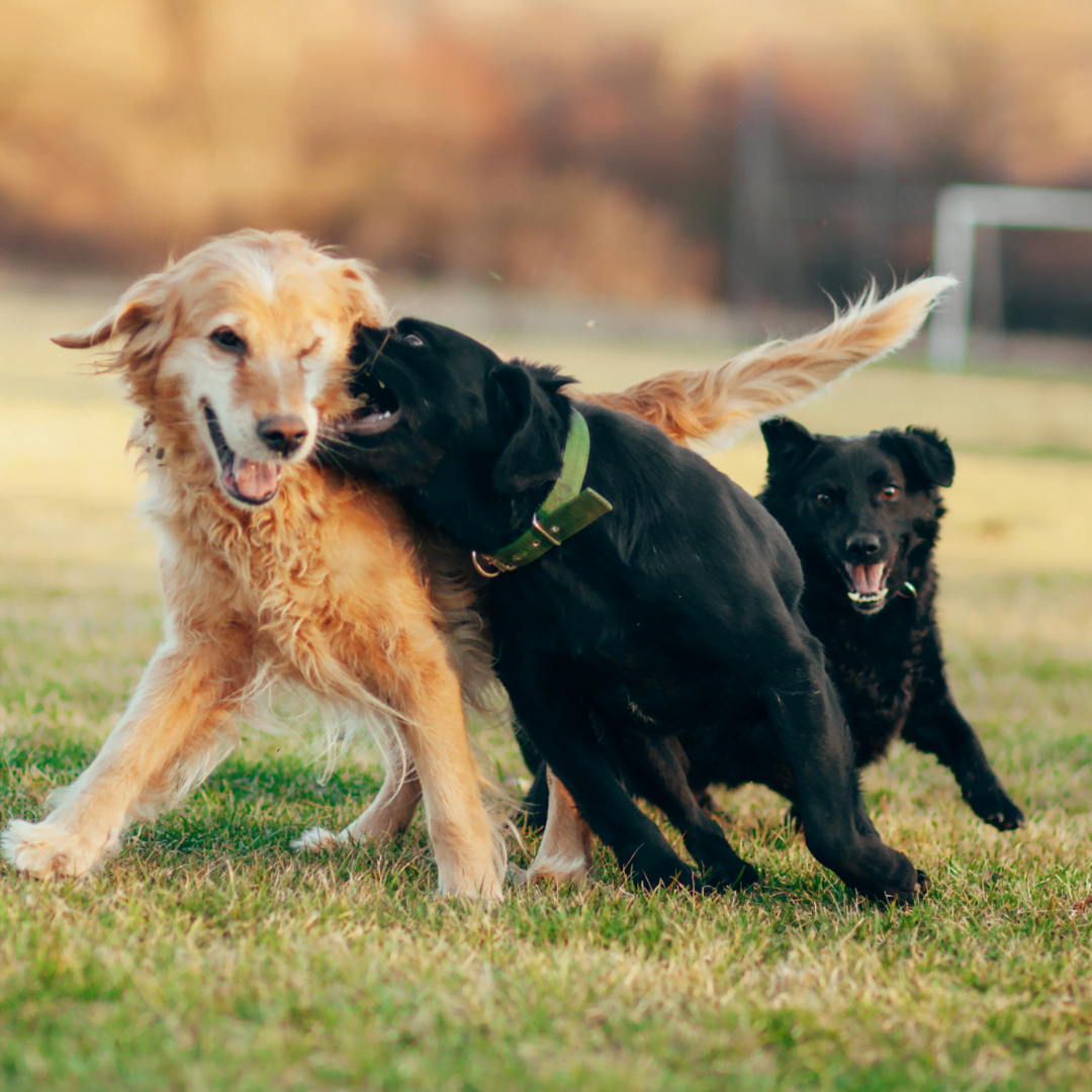 Scolding a Dog Who Growls Danger! SPCA de Montréal