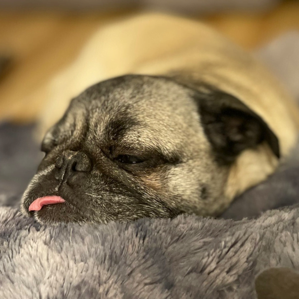 2025 calendar photo contest SPCA de Montréal