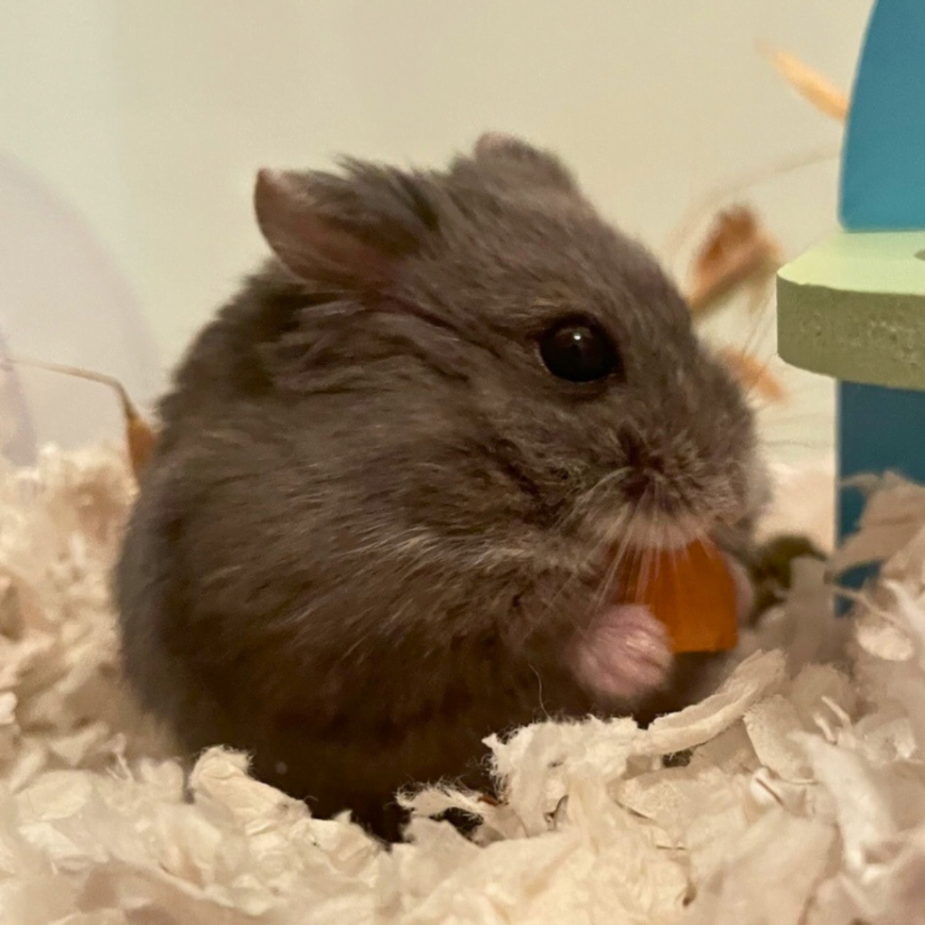 2025 calendar photo contest SPCA de Montréal