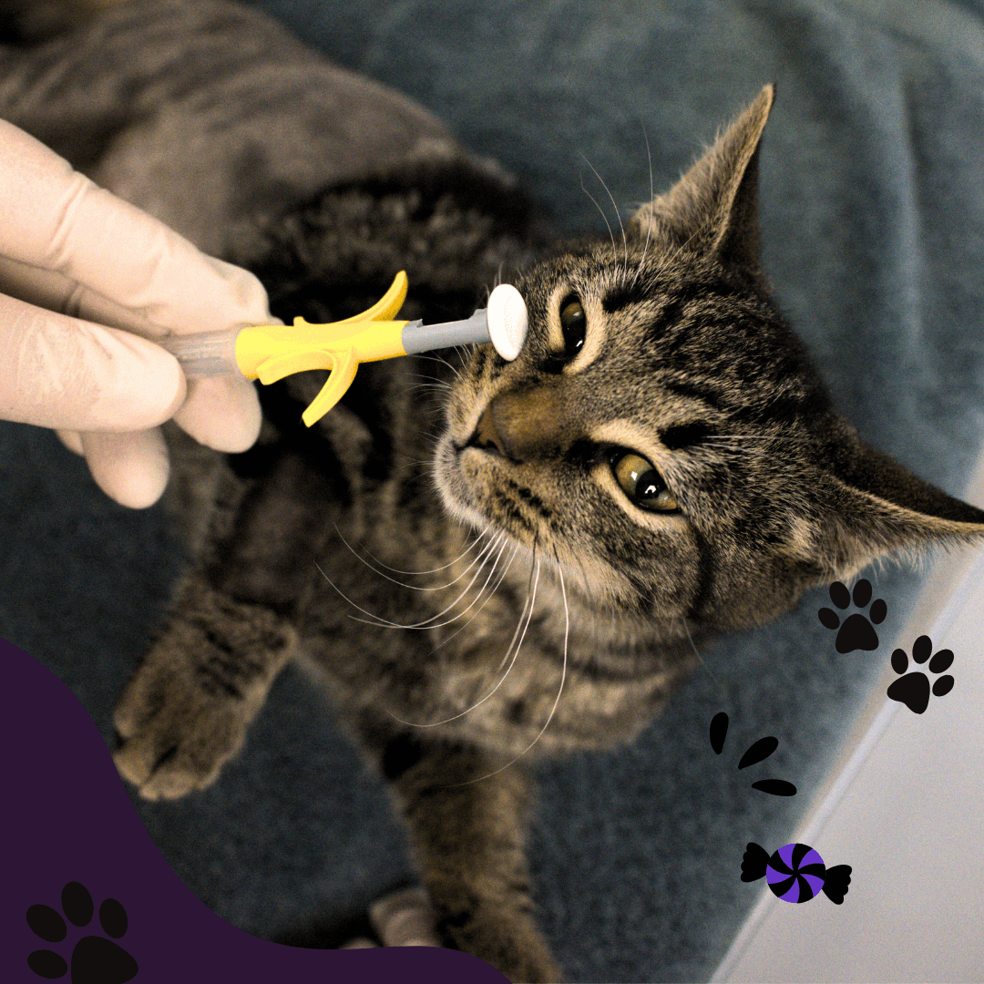 Microchip and treats - SPCA de Montréal