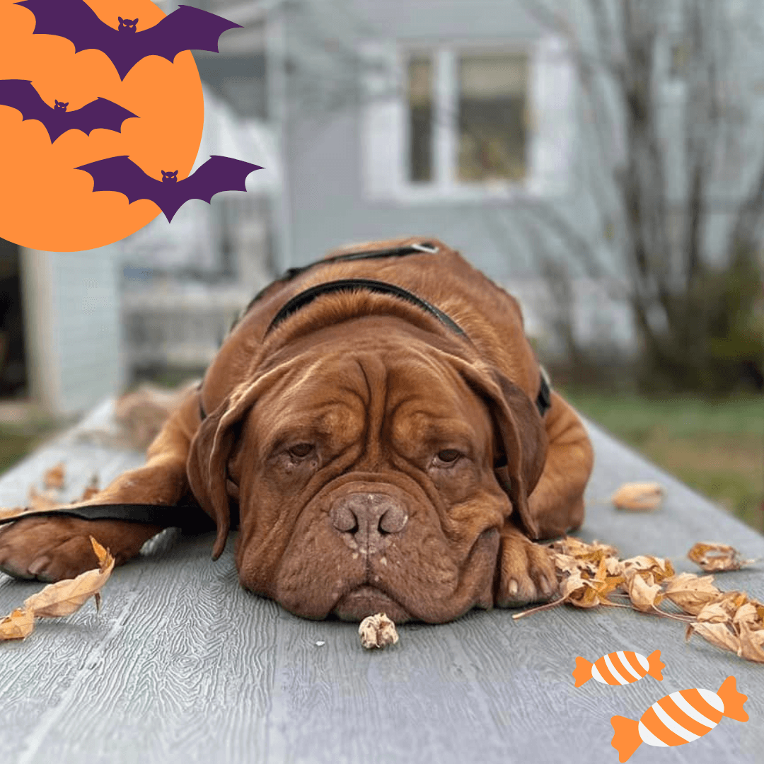 Microchip and treats – Publication (4) Microchip and treats - Publication (4)