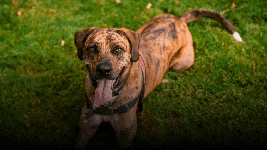 Photo Contest for the SPCA’s 2026 Calendar SPCA de Montréal